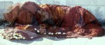http://www.judit.nl/files/gimgs/th-54_HarbourII.jpg